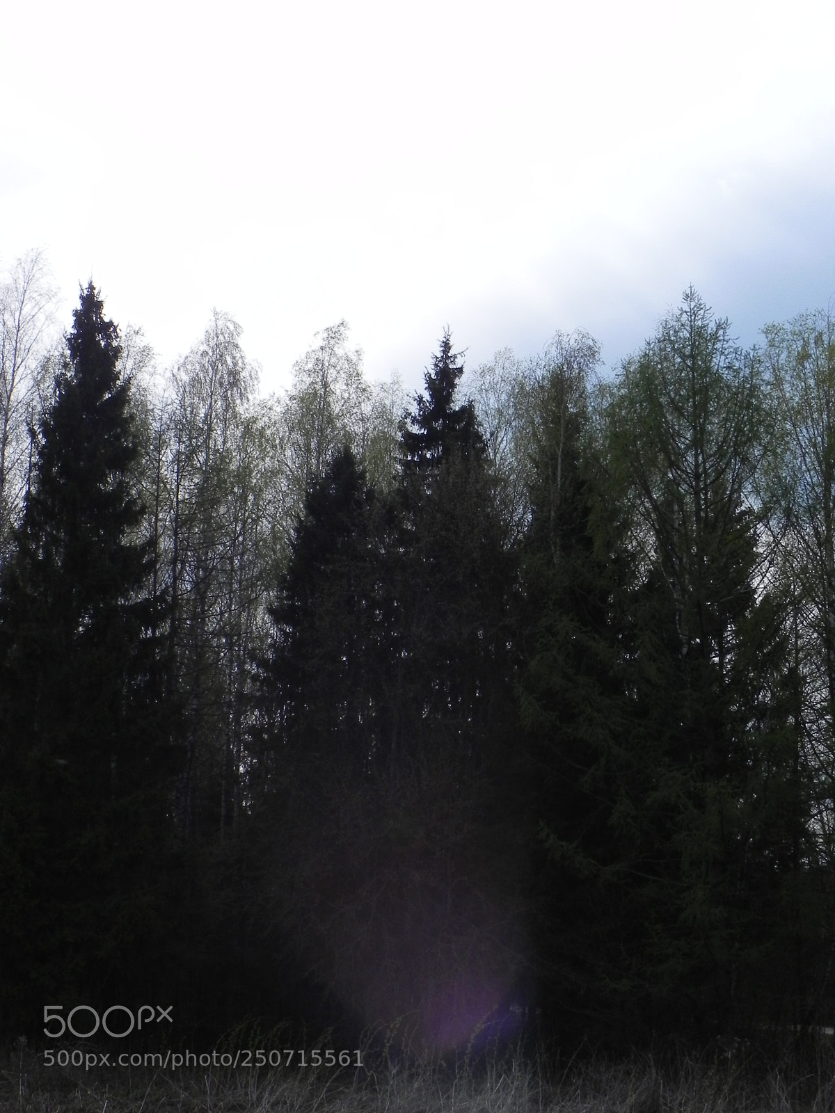 Nikon Coolpix P100 sample photo. Forest photography