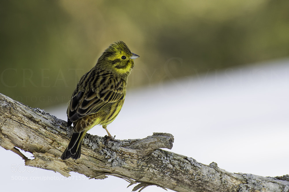 Pentax K-3 sample photo. Yellowhammer photography