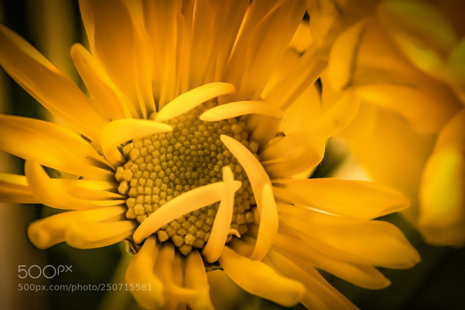 Canon EOS 5D Mark IV sample photo. Curlyq photography