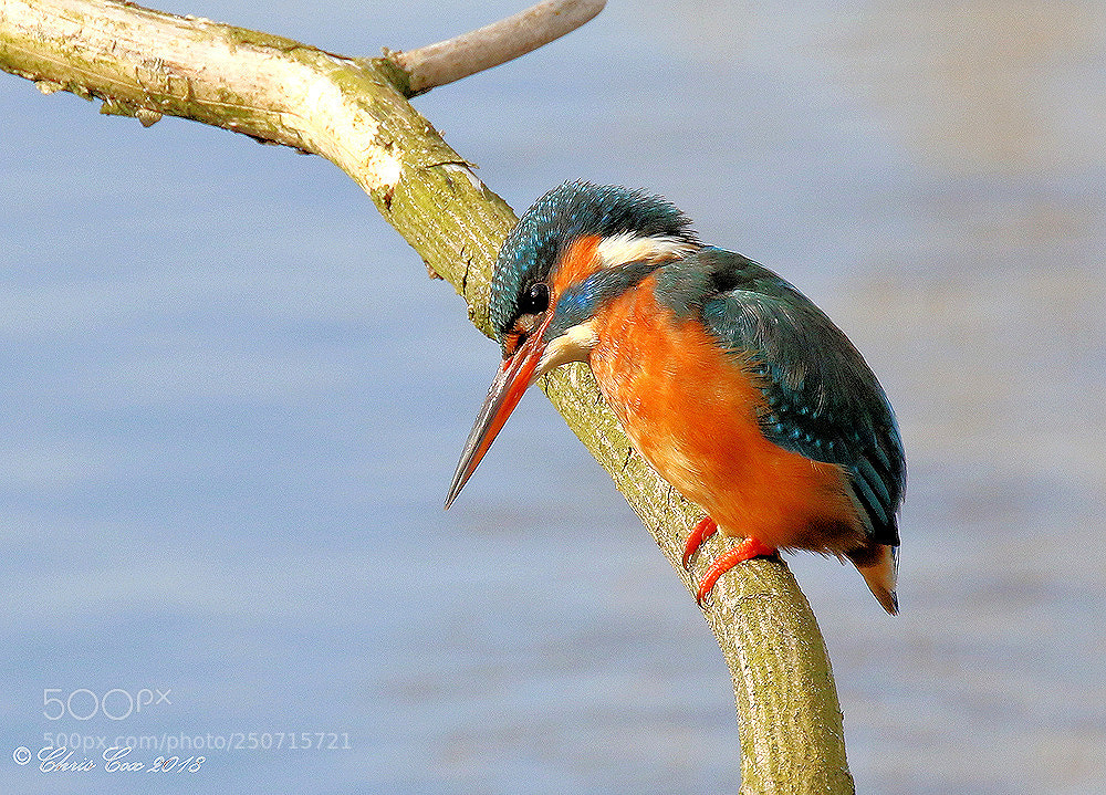 Canon EOS 7D Mark II sample photo. Where did that fish photography