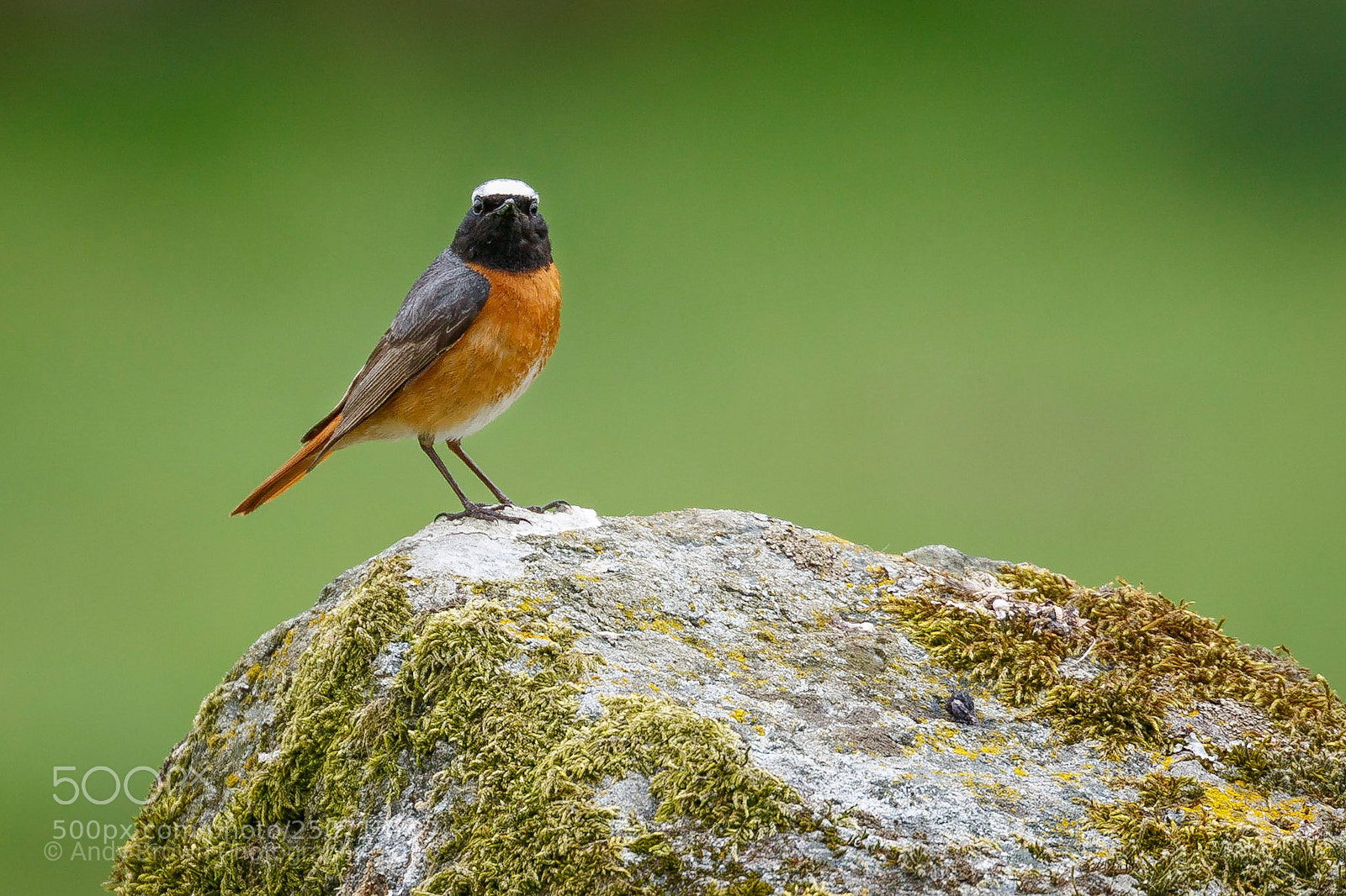 Canon EOS 7D Mark II sample photo. Common redstart ♂️ photography