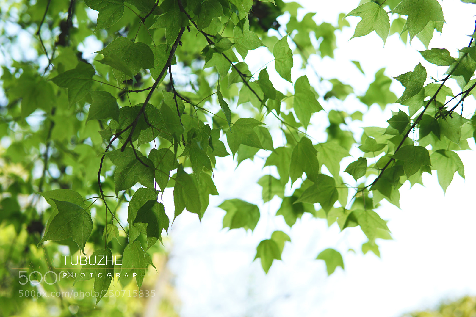Sony a6000 sample photo. 春天 photography