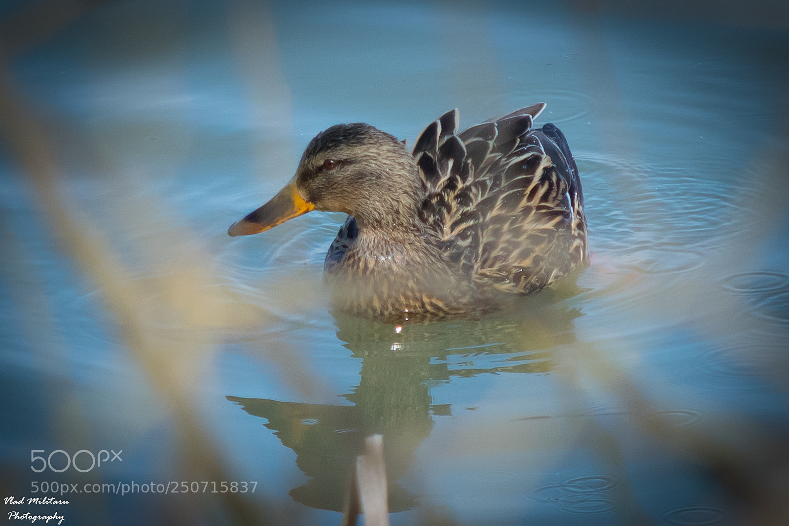 Nikon D5300 sample photo. Mallard female duck photography