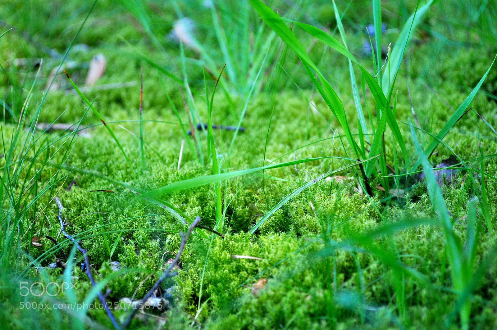 Nikon D5000 sample photo. 311.jpg photography
