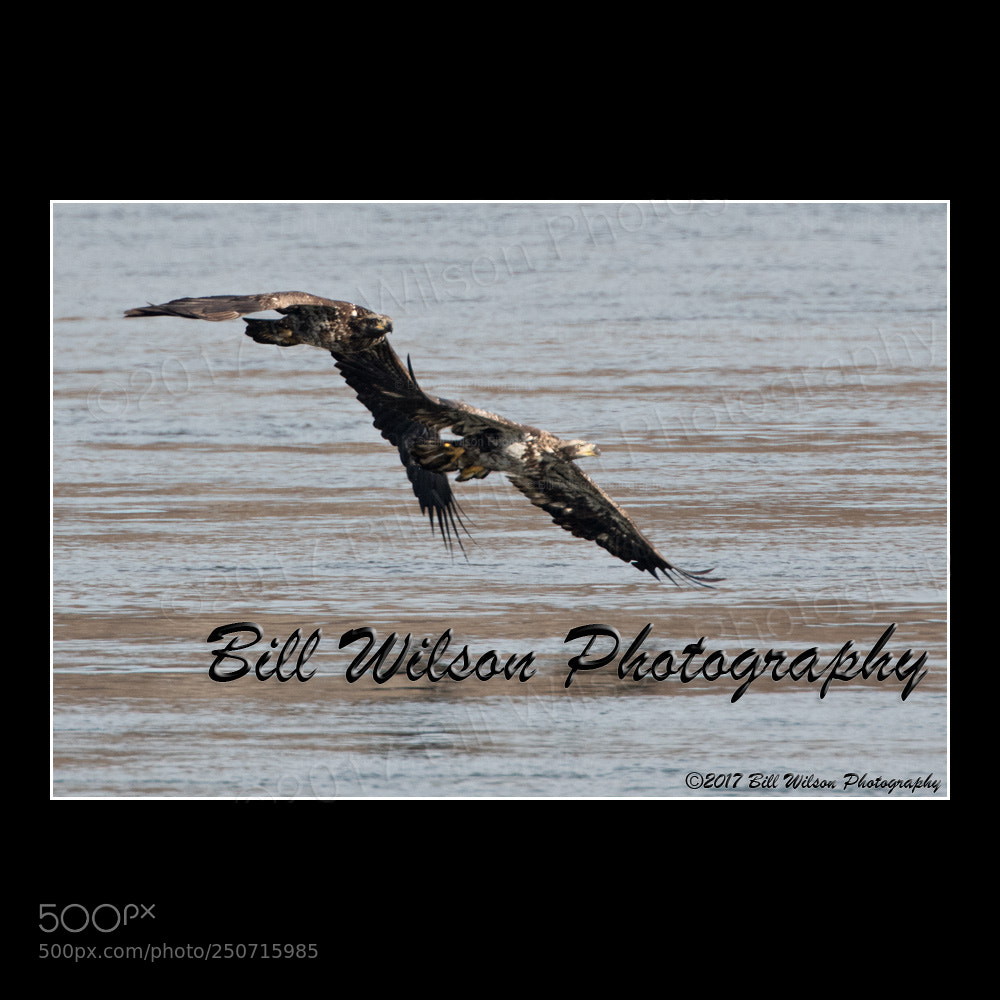 Nikon D500 sample photo. The chase photography