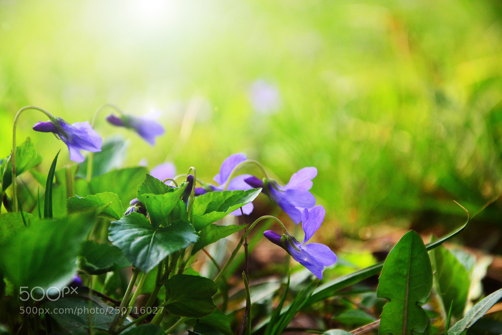 Nikon D7100 sample photo. Violet photography