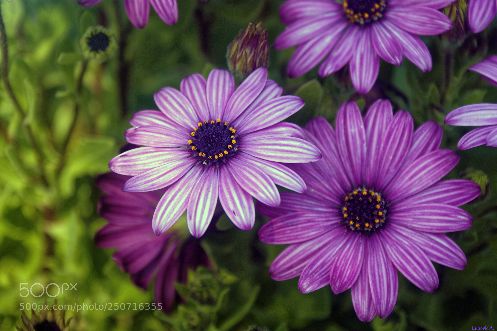 Sony Alpha DSLR-A700 sample photo. Fleurs de printemps photography