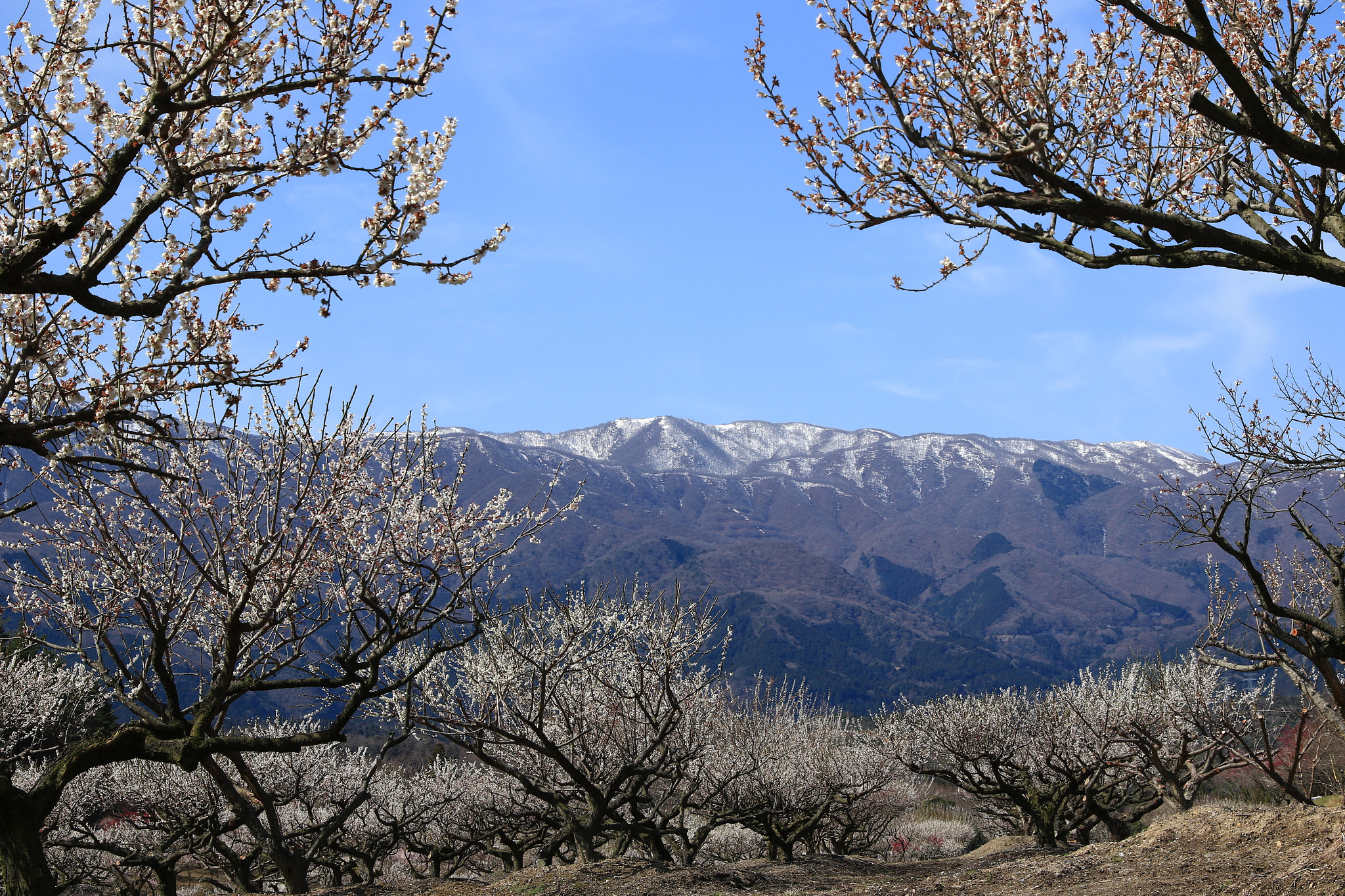 Canon EF 24-70mm F2.8L II USM sample photo. 鈴鹿山脈と梅林 photography