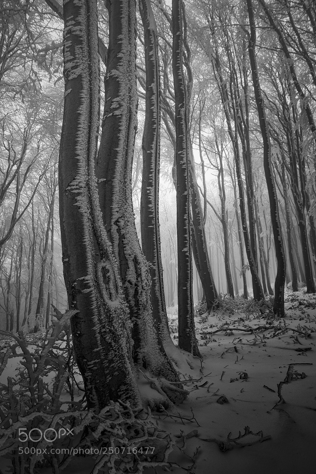Nikon D5300 sample photo. Winter in the forest photography