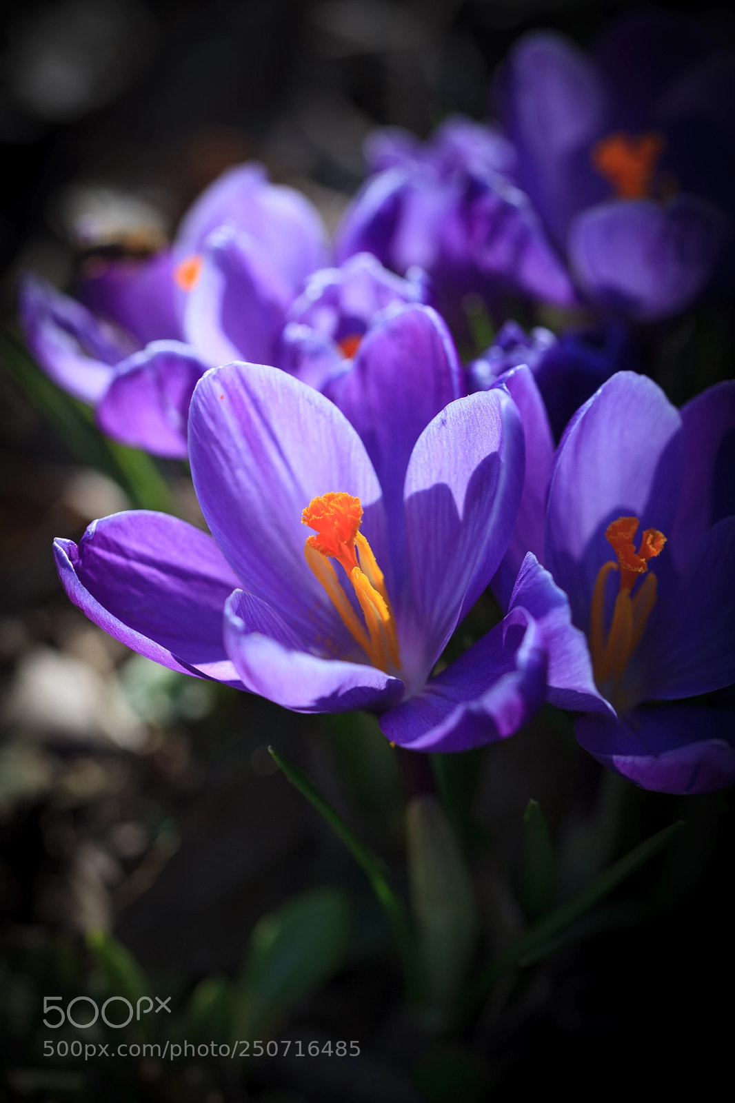 Canon EOS 5D Mark II sample photo. Crocus in the sun photography