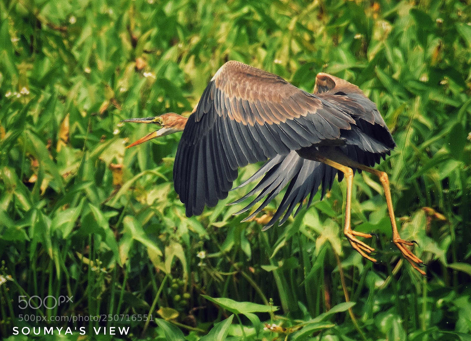 Nikon D7200 sample photo. Call of the wild photography