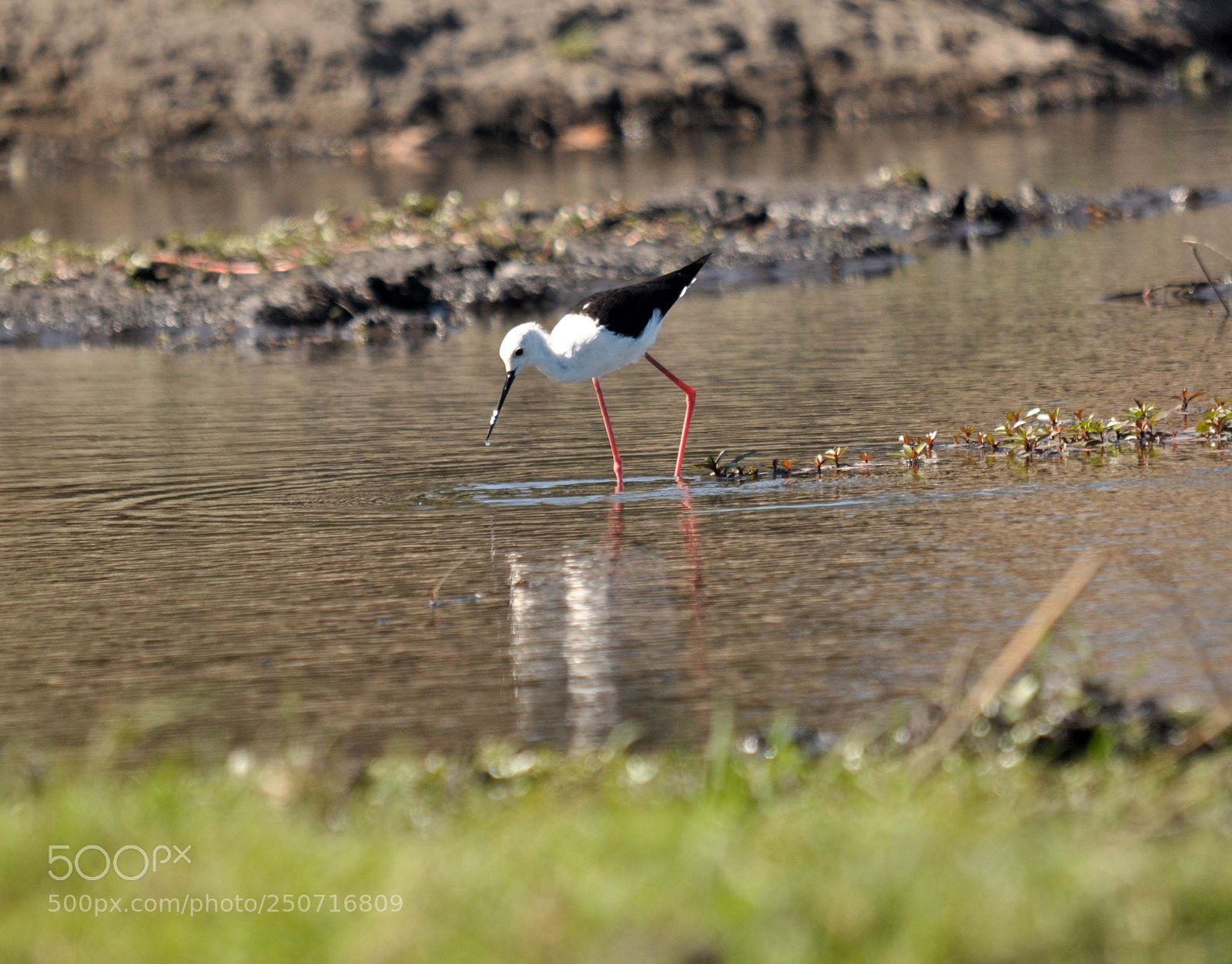 Nikon D90 sample photo. Black winged stilt photography