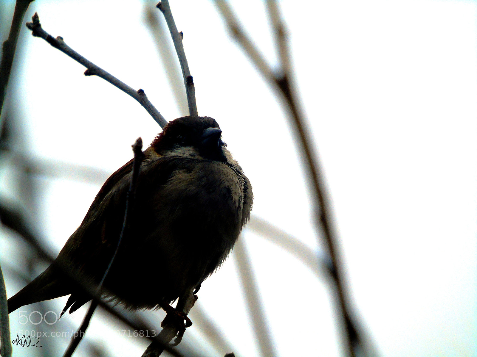 Sony Cyber-shot DSC-H400 sample photo. ... photography