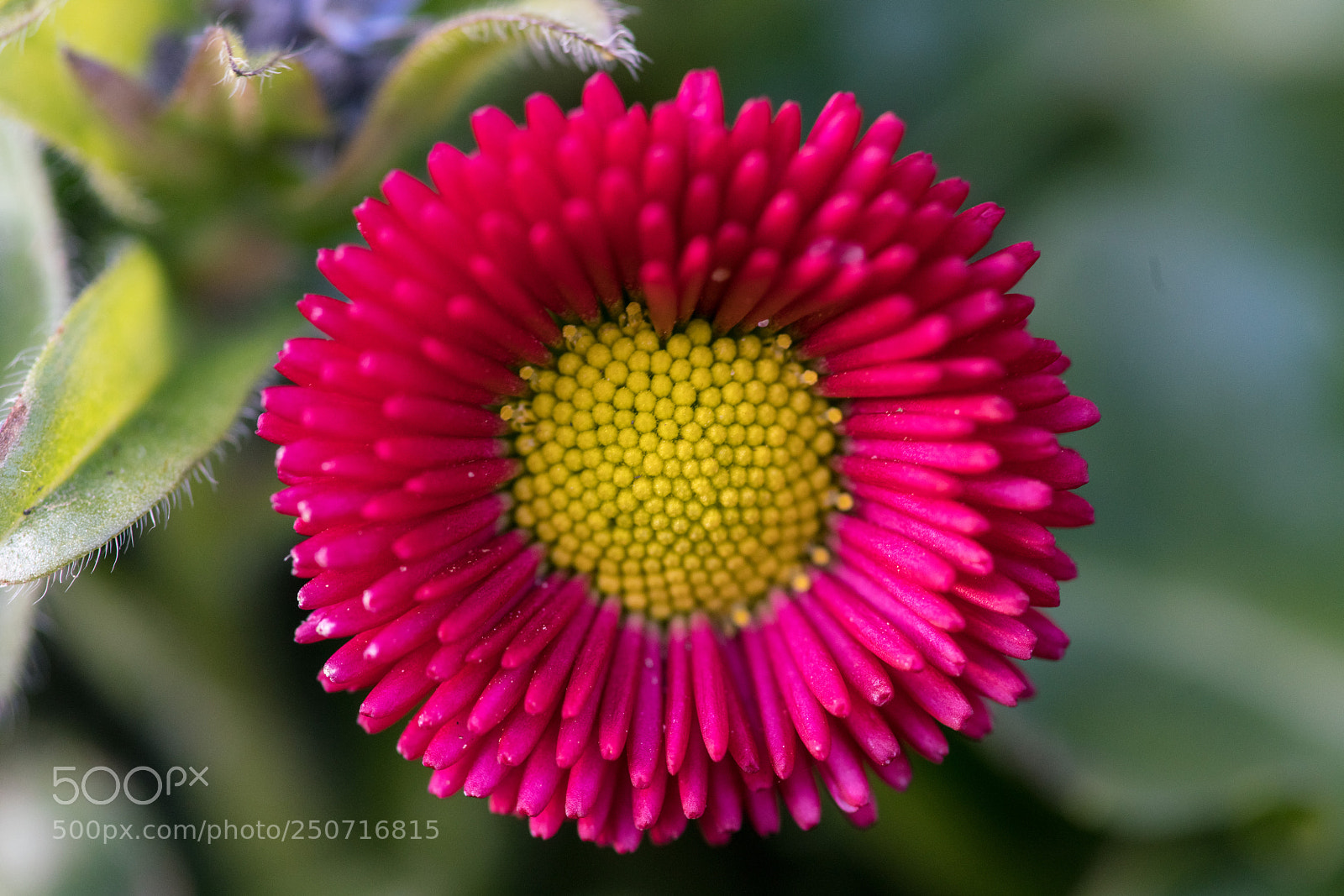 Sony a7R II sample photo. Springtime photography