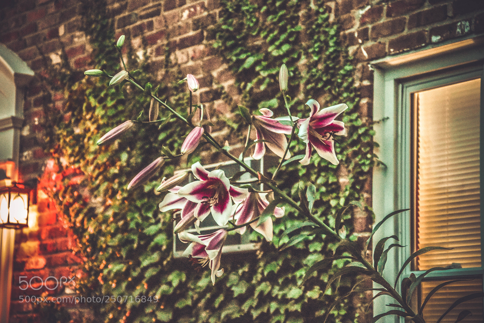 Nikon D7200 sample photo. Flowers.. everywhere.. photography