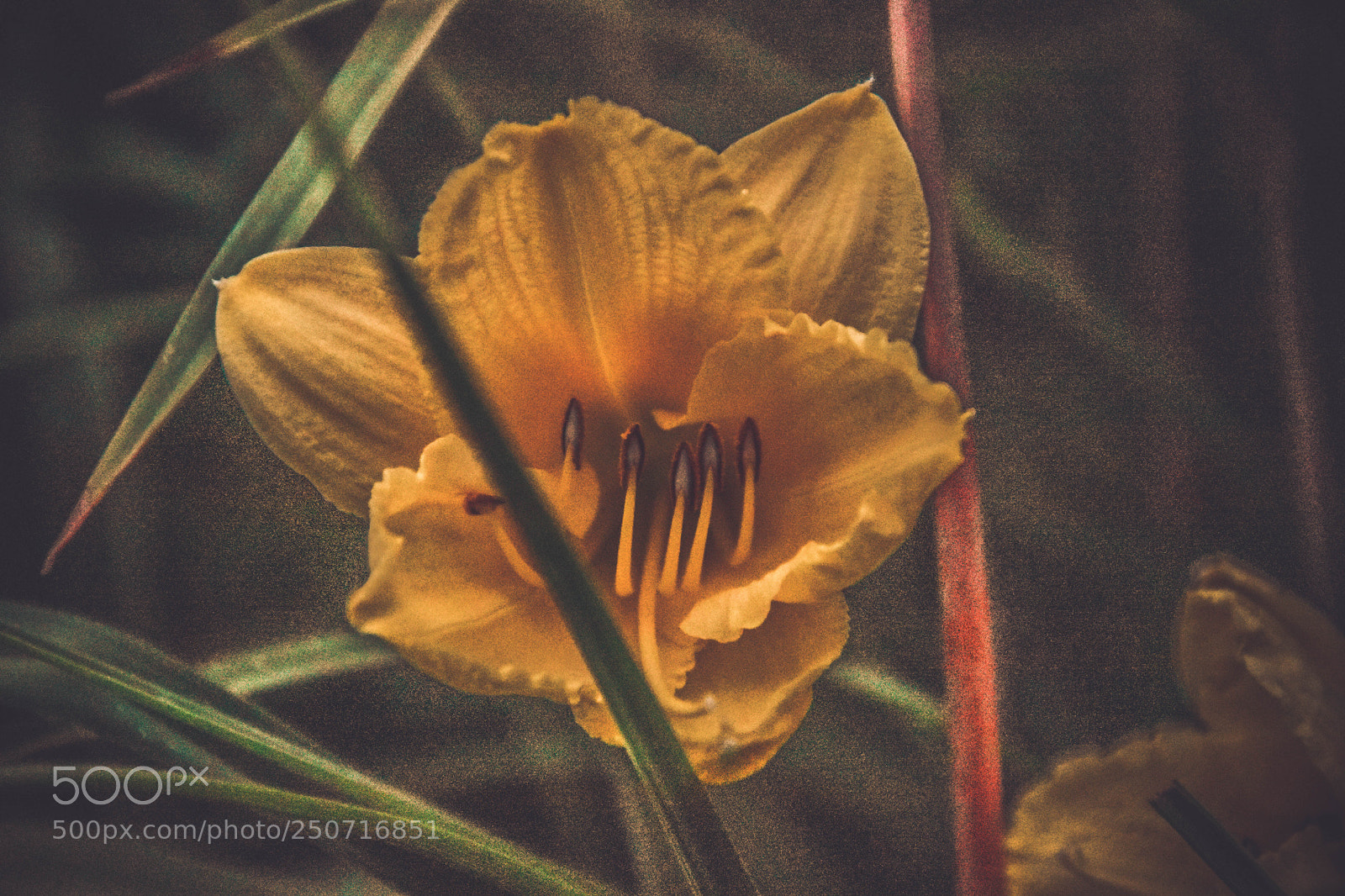 Nikon D7200 sample photo. Flowers.. everywhere.. photography