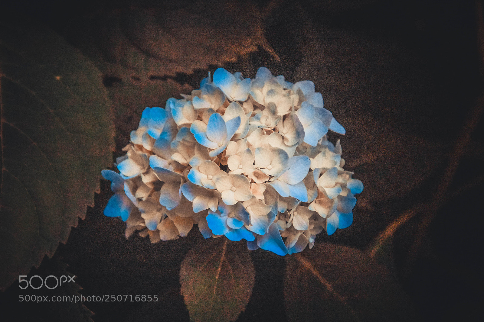 Nikon D7200 sample photo. Flowers.. everywhere.. photography
