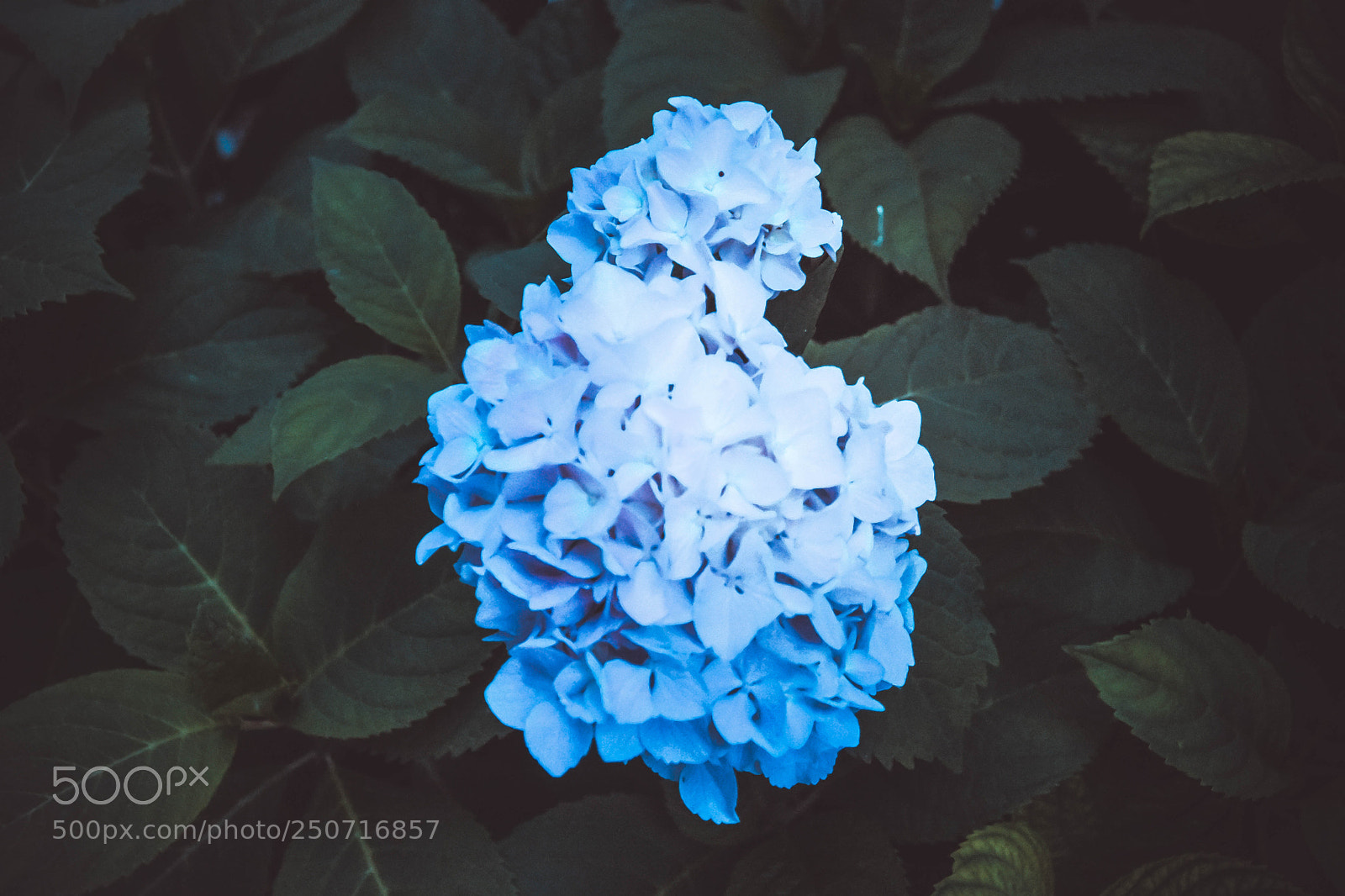Nikon D7200 sample photo. Flowers.. everywhere.. photography