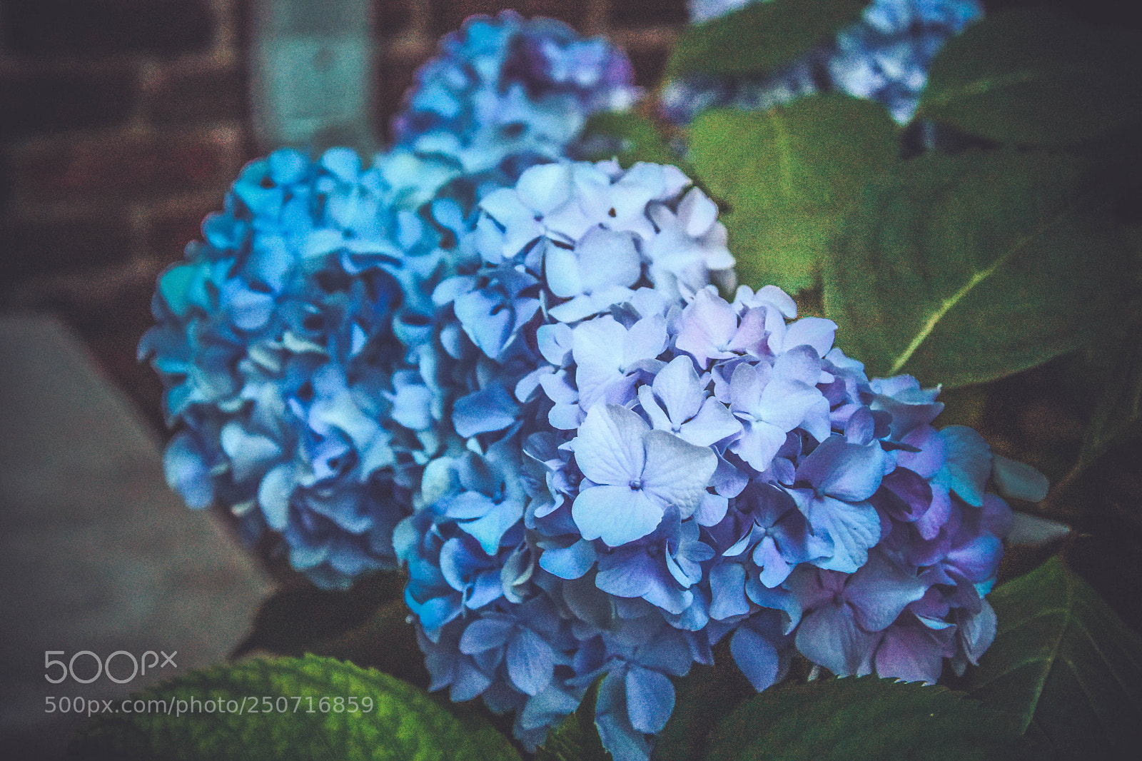 Nikon D7200 sample photo. Flowers.. everywhere.. photography