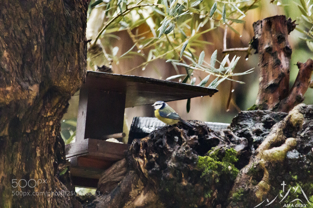 Canon EOS 700D (EOS Rebel T5i / EOS Kiss X7i) sample photo. Blue tit photography