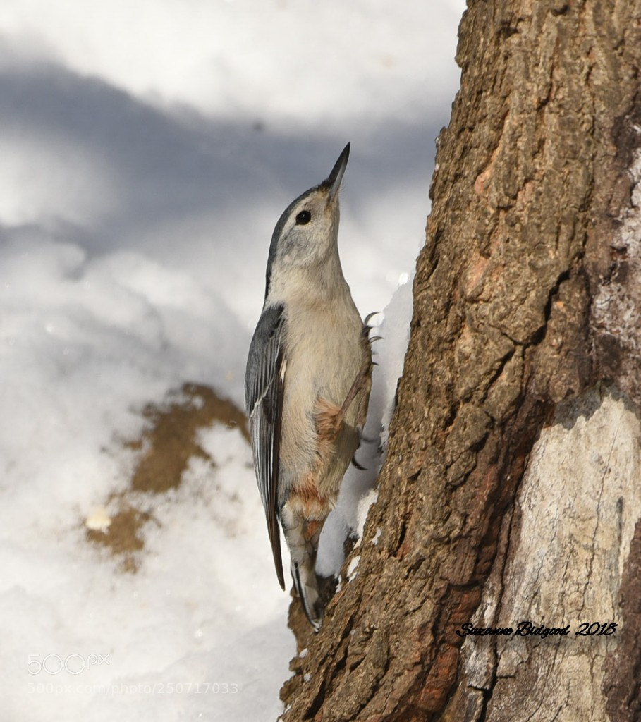 Nikon D750 sample photo. White breasted nuthatch photography