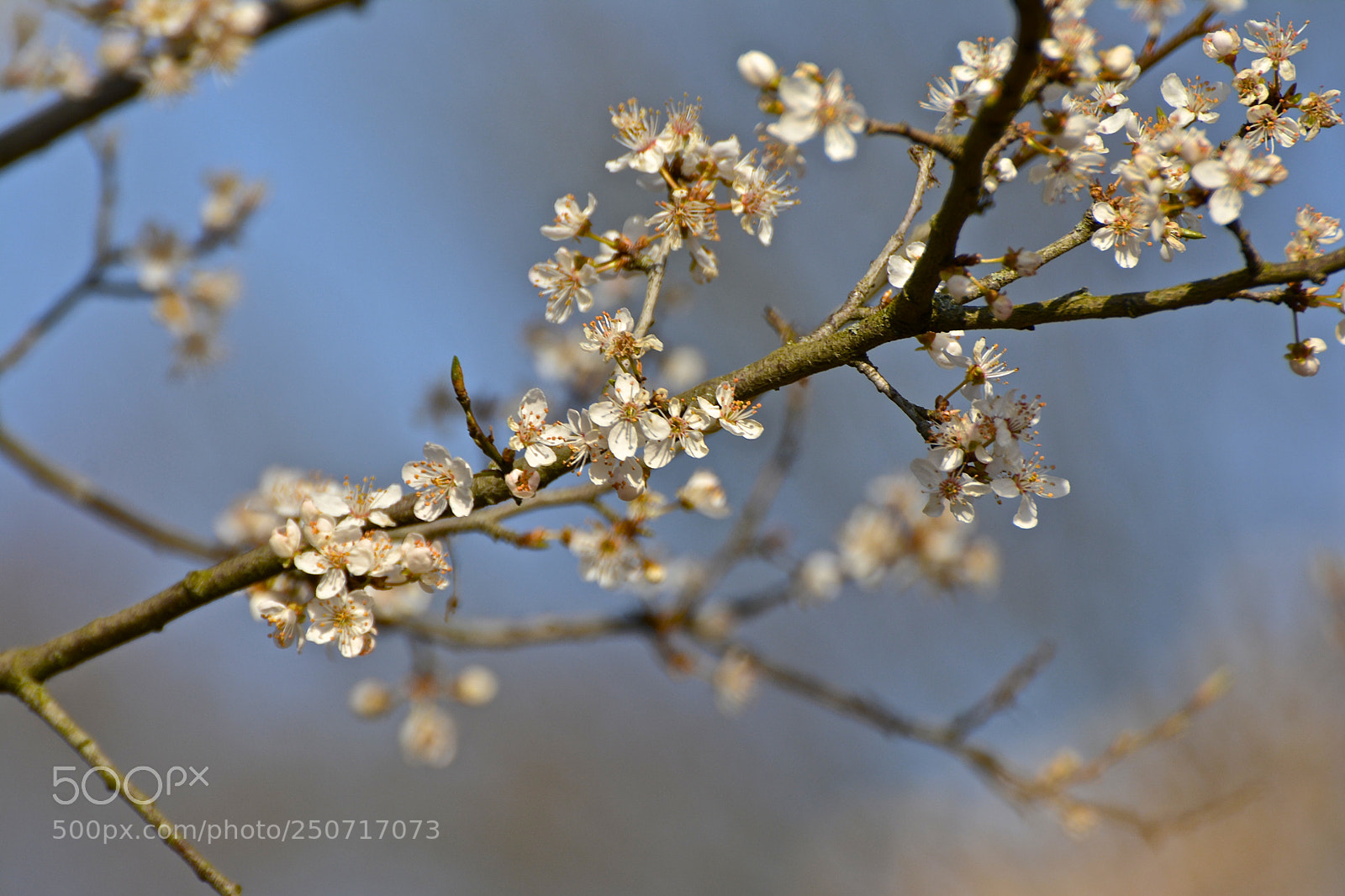 Nikon D7100 sample photo. Blossom photography