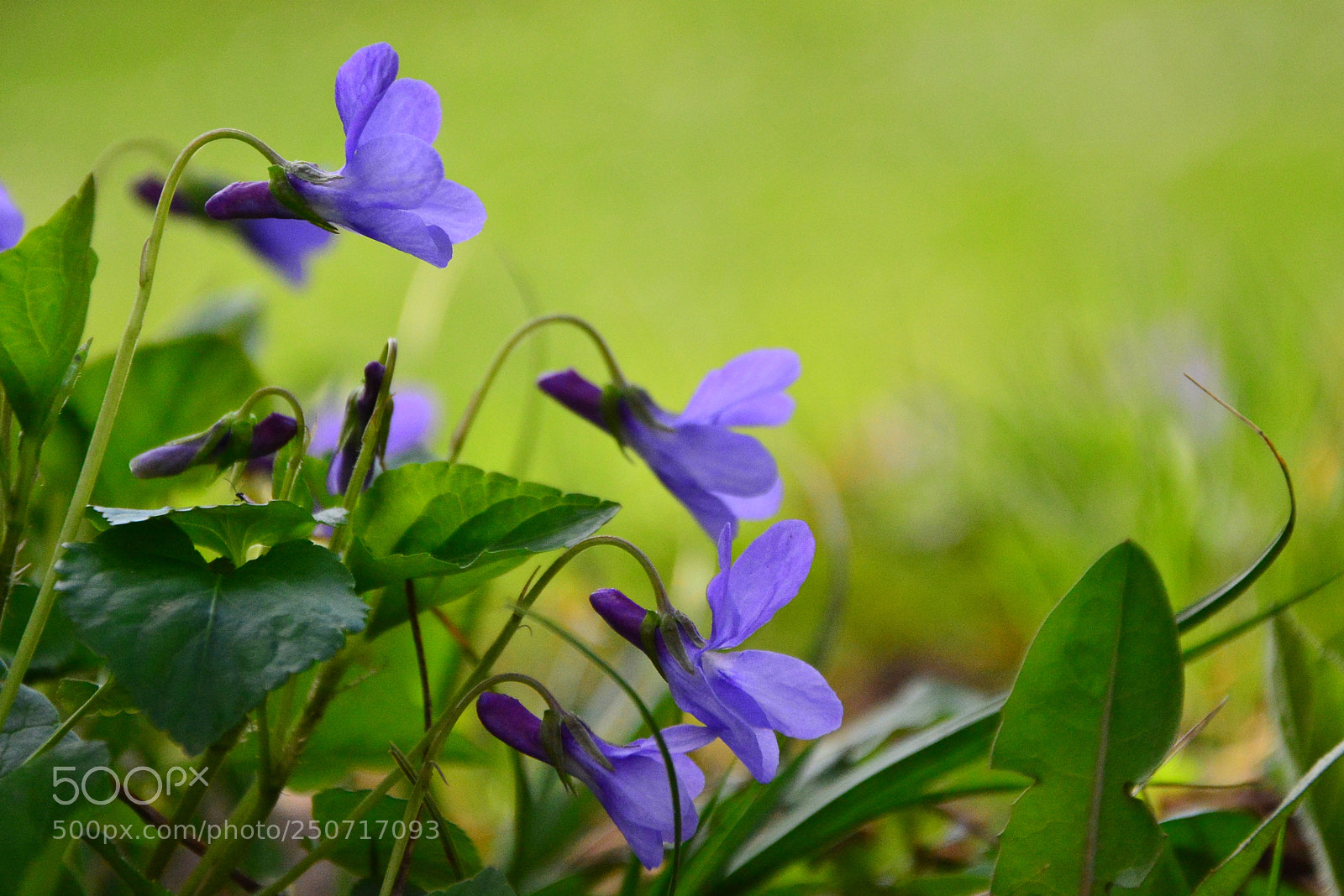 Nikon D7100 sample photo. Violet photography