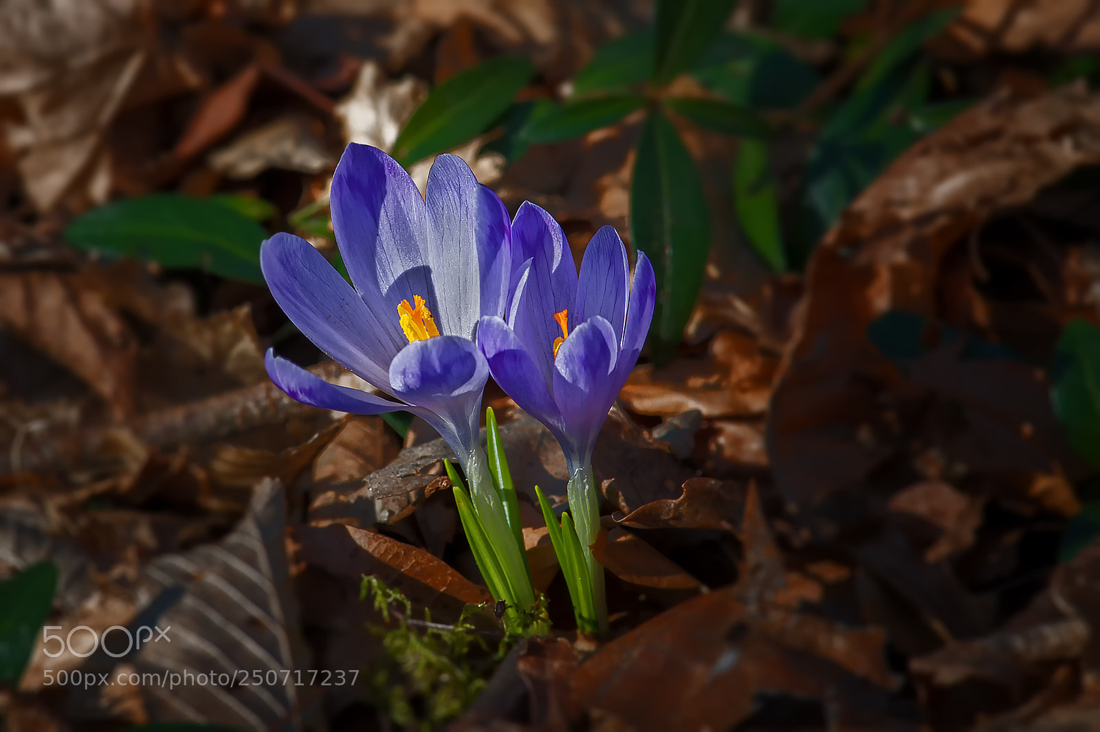 Nikon D3 sample photo. Krokus photography