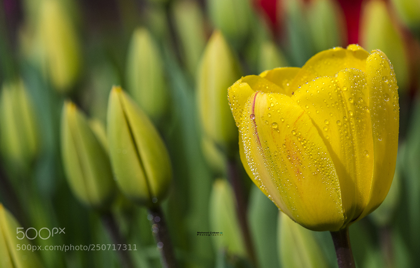 Pentax K-3 II sample photo. Saturated yellow colors photography