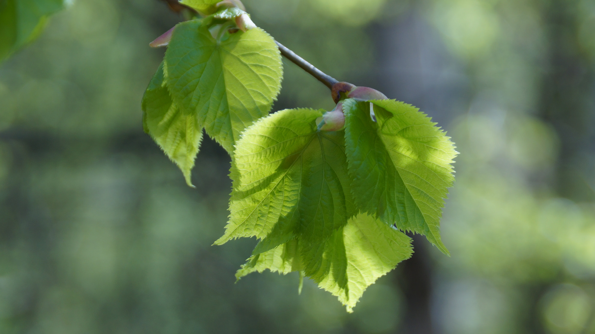 Sony DT 18-250mm F3.5-6.3 sample photo
