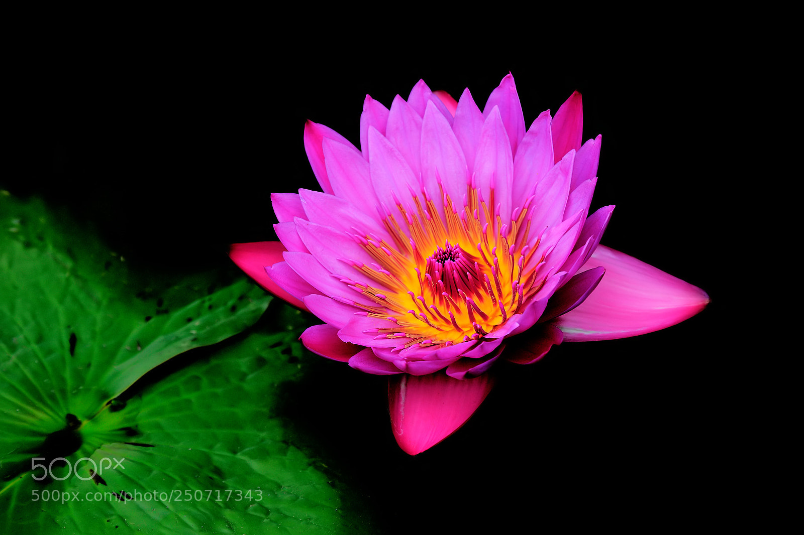 Canon EOS 5D sample photo. Aquatic bloom photography