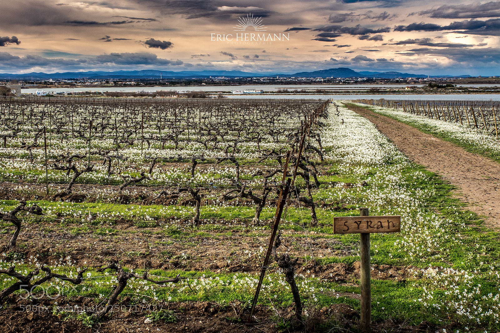 Canon EOS 7D Mark II sample photo. Syrah photography