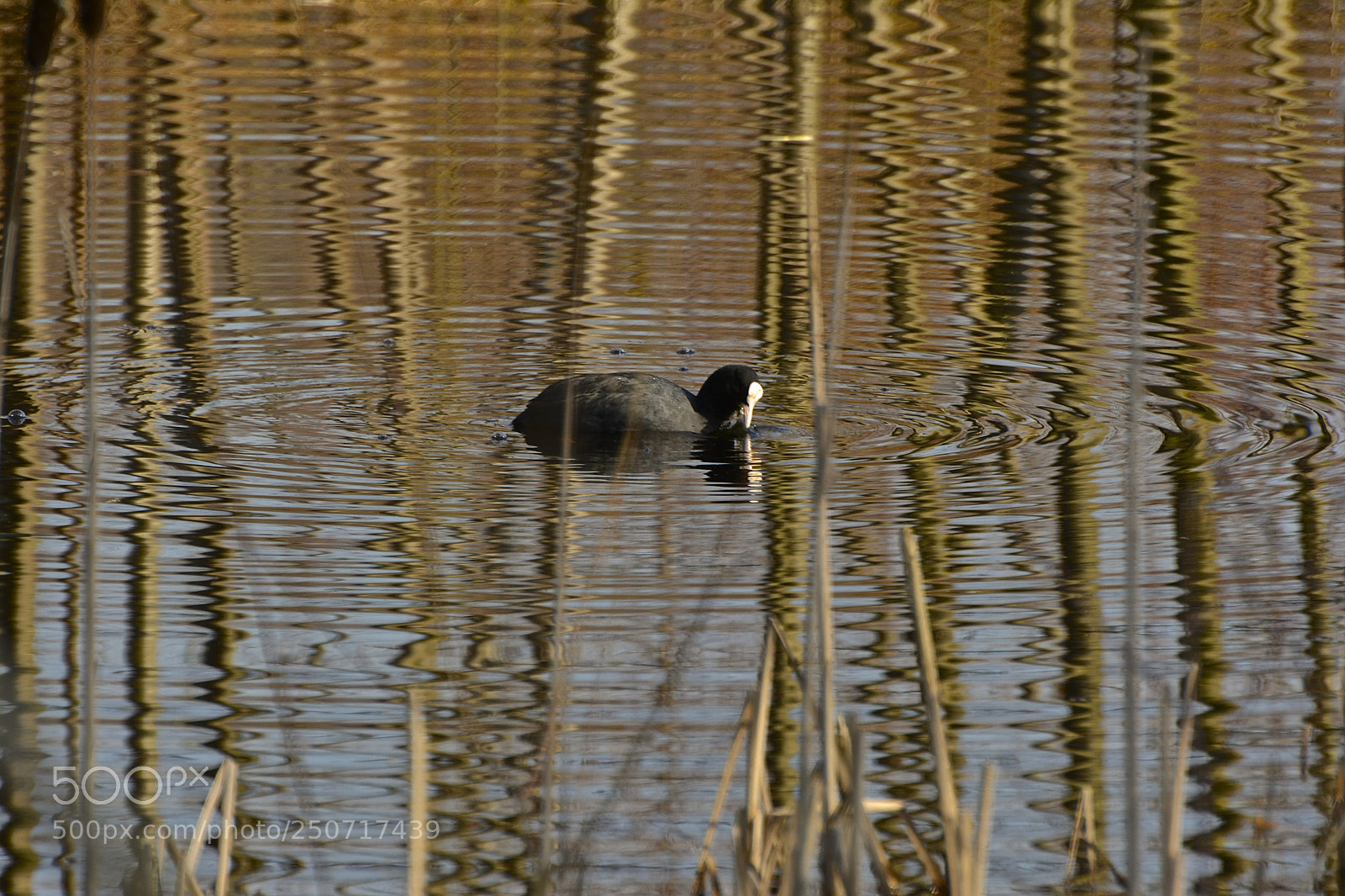 Nikon D7100 sample photo. Water ripples photography