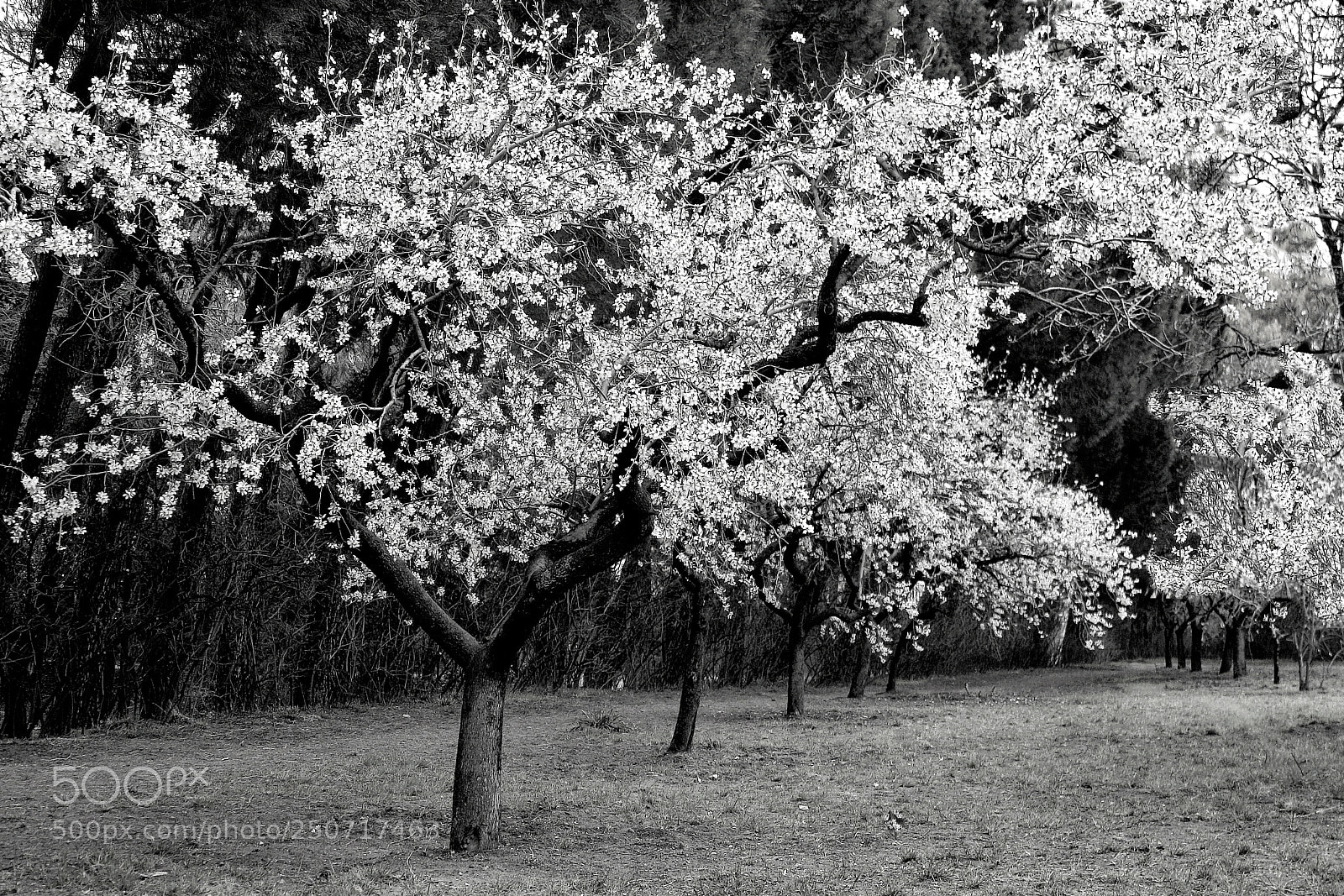 Canon EOS 1000D (EOS Digital Rebel XS / EOS Kiss F) sample photo. Spring in black and photography