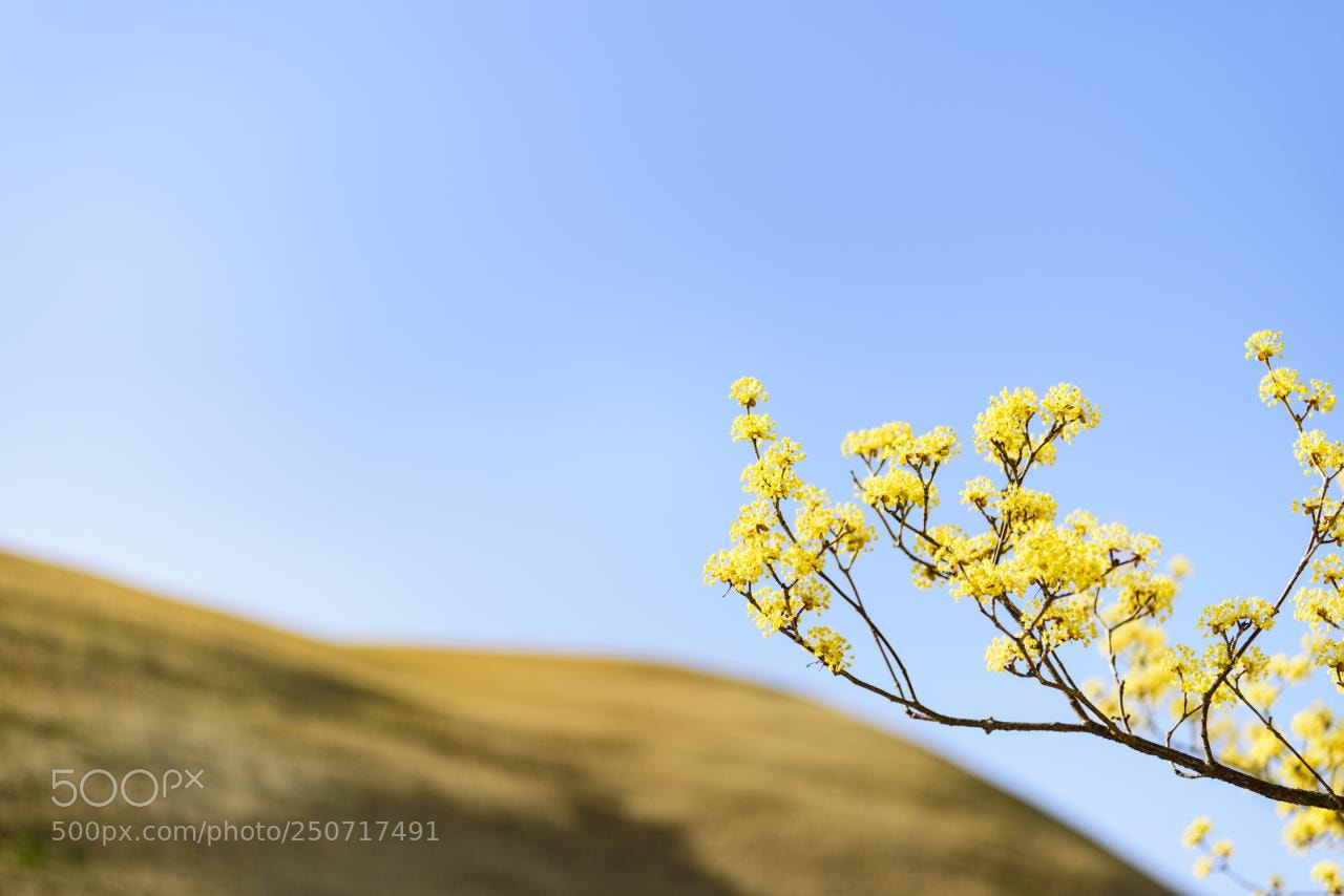 Nikon D810 sample photo. Spring photography