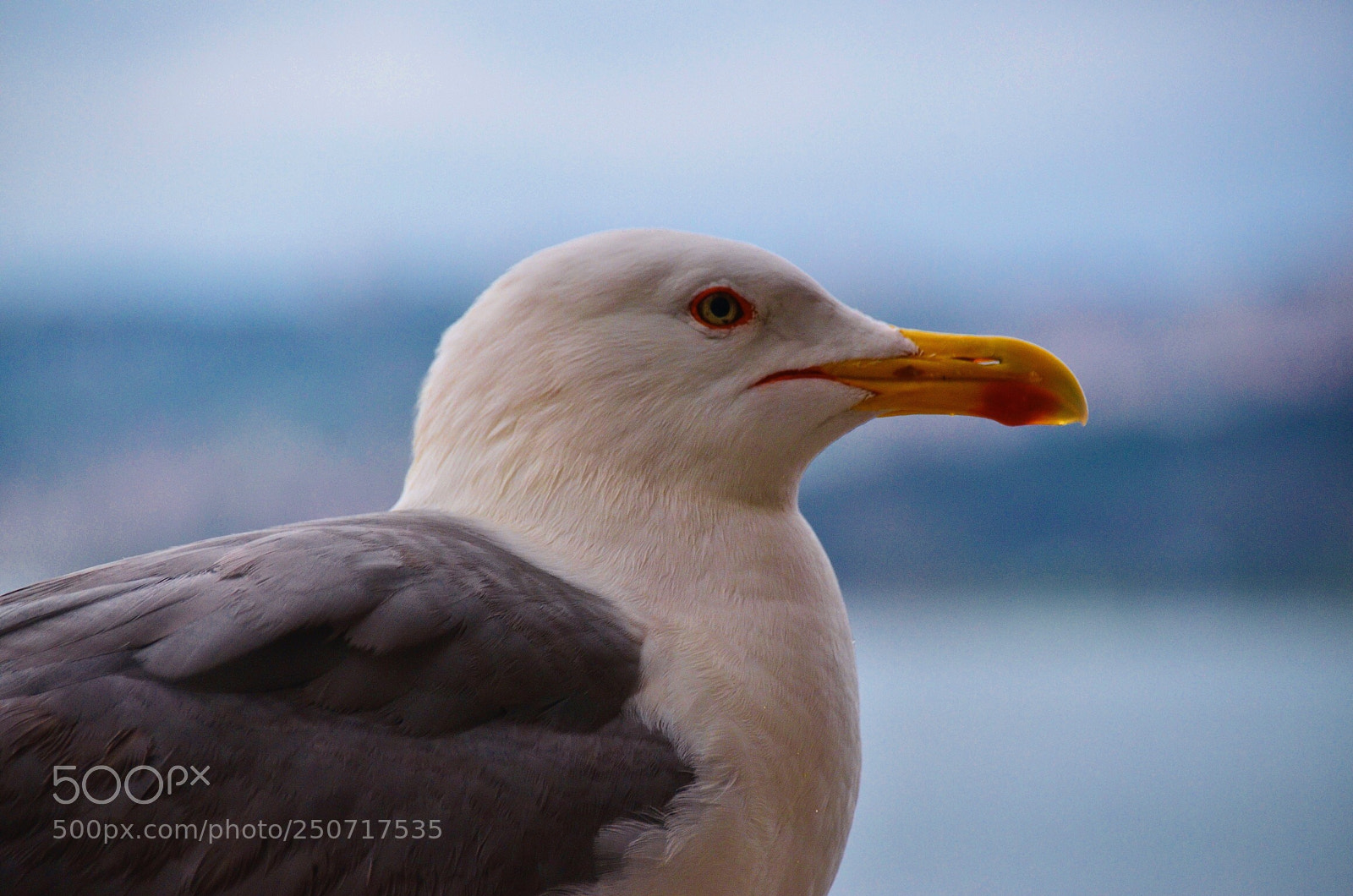 Nikon D7000 sample photo. The portrait of seagull photography