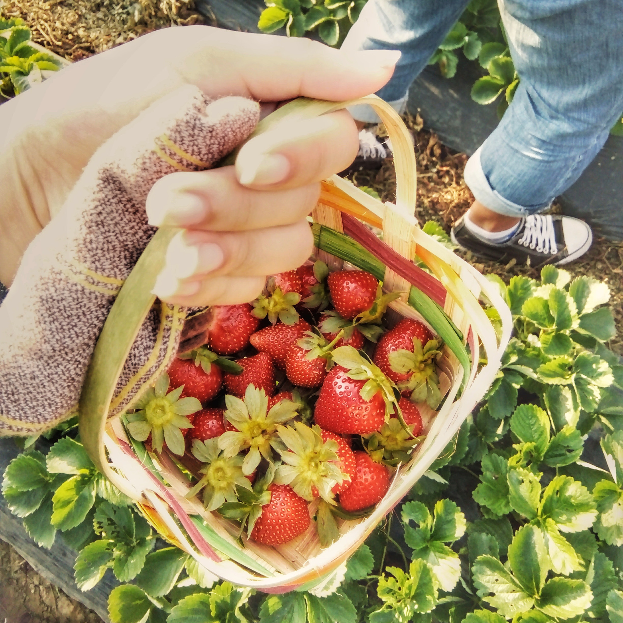 OPPO A33w sample photo. Strawberries photography