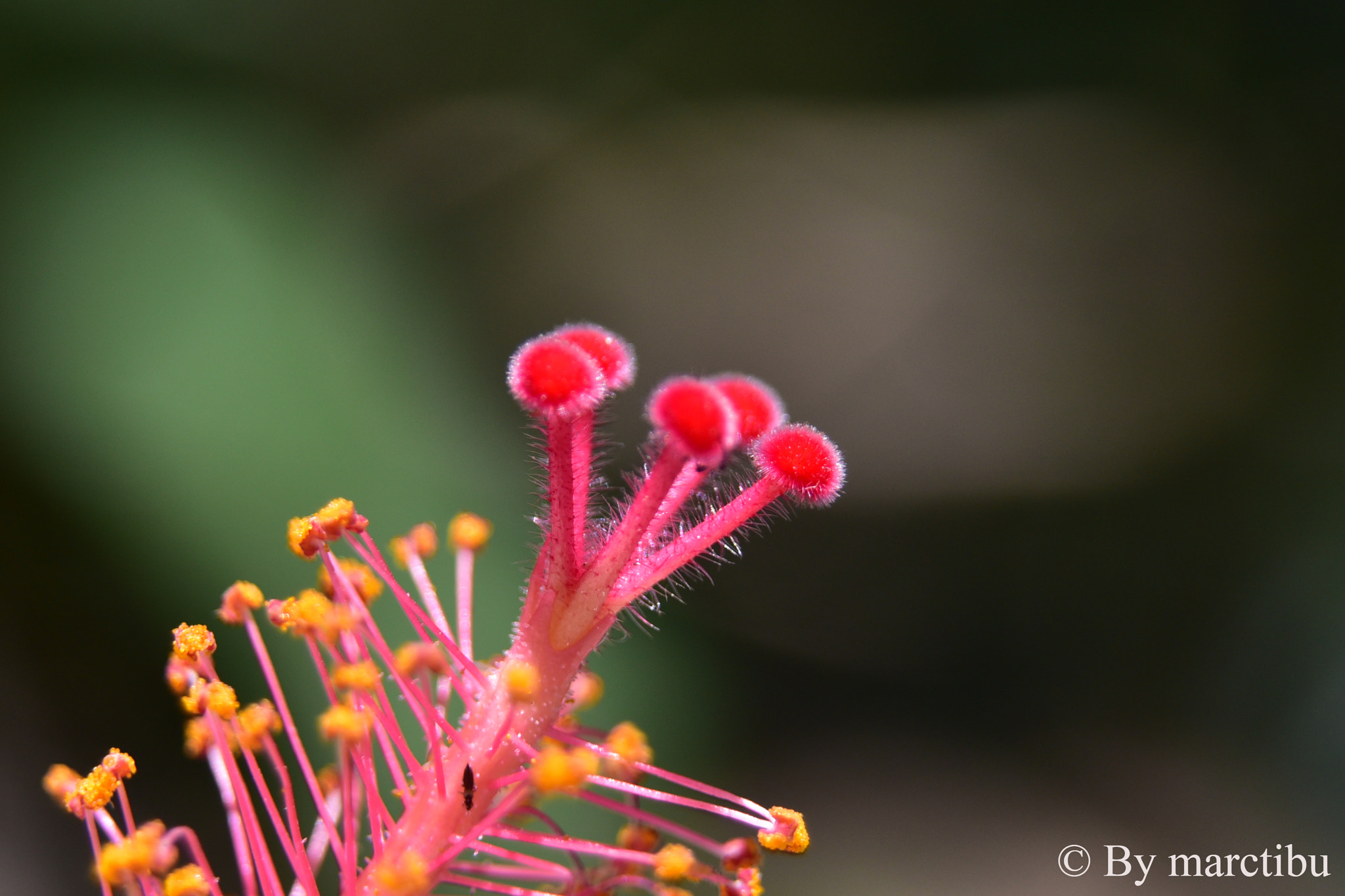 Nikon D750 + AF Zoom-Nikkor 24-120mm f/3.5-5.6D IF sample photo. Macro flower shot photography