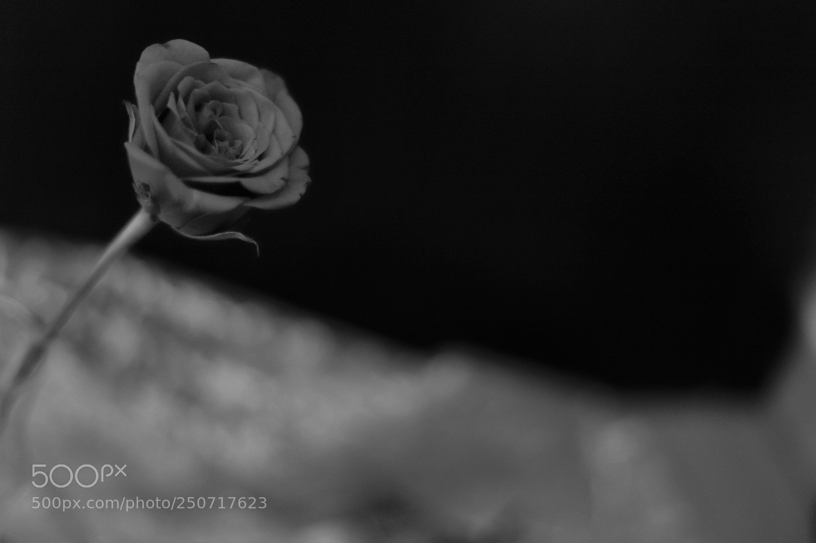 Canon EOS 6D Mark II sample photo. Your ability to bloom photography