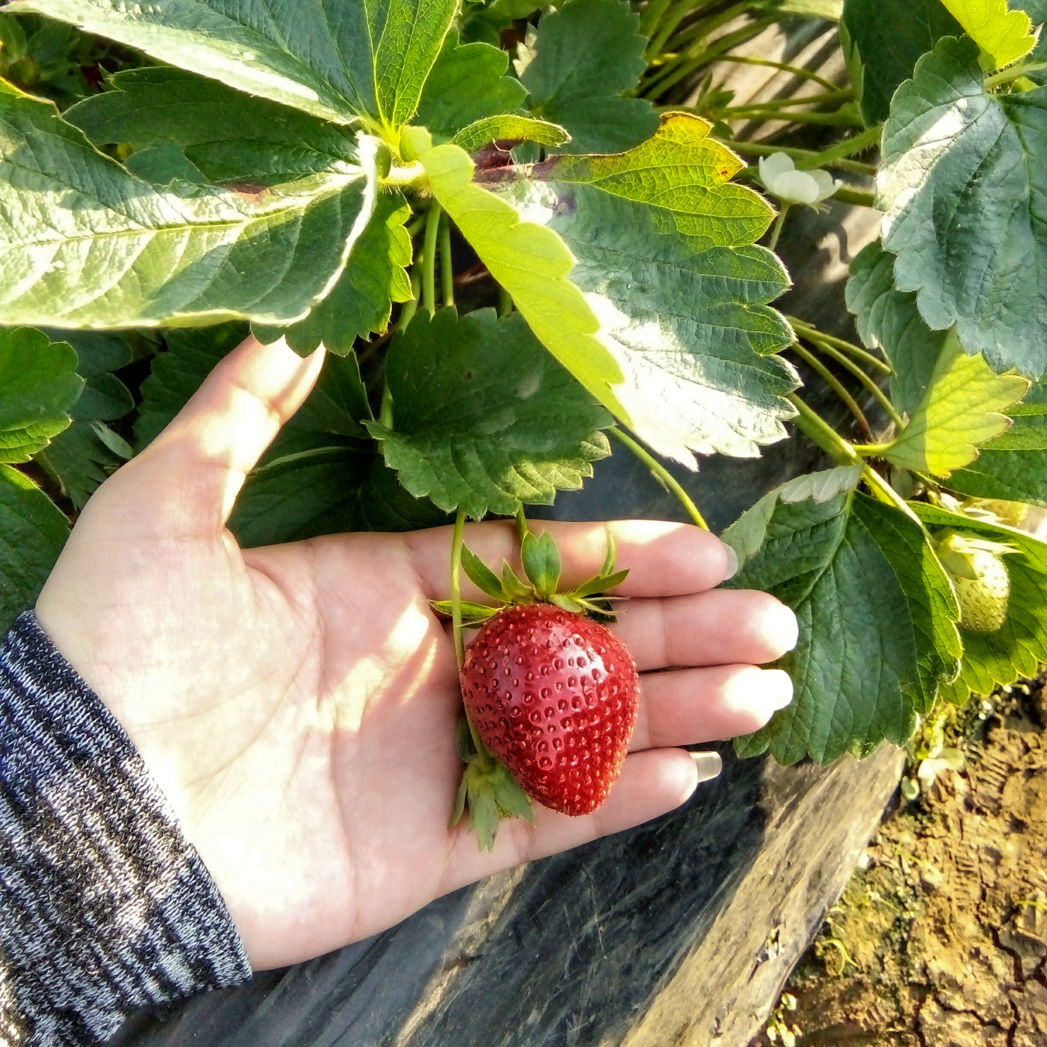 OPPO A33w sample photo. Strawberry photography