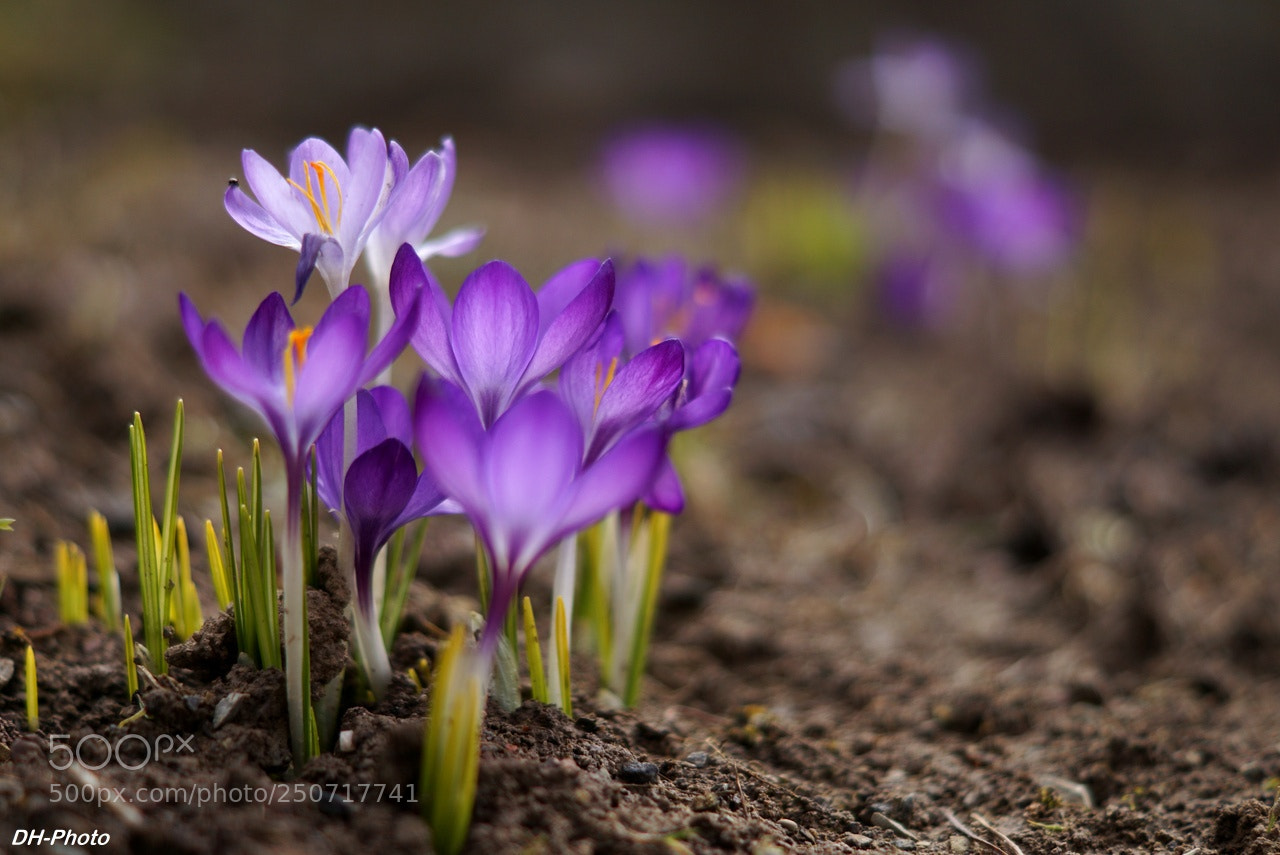 Sony ILCA-77M2 sample photo. Wild crocuses_03 photography