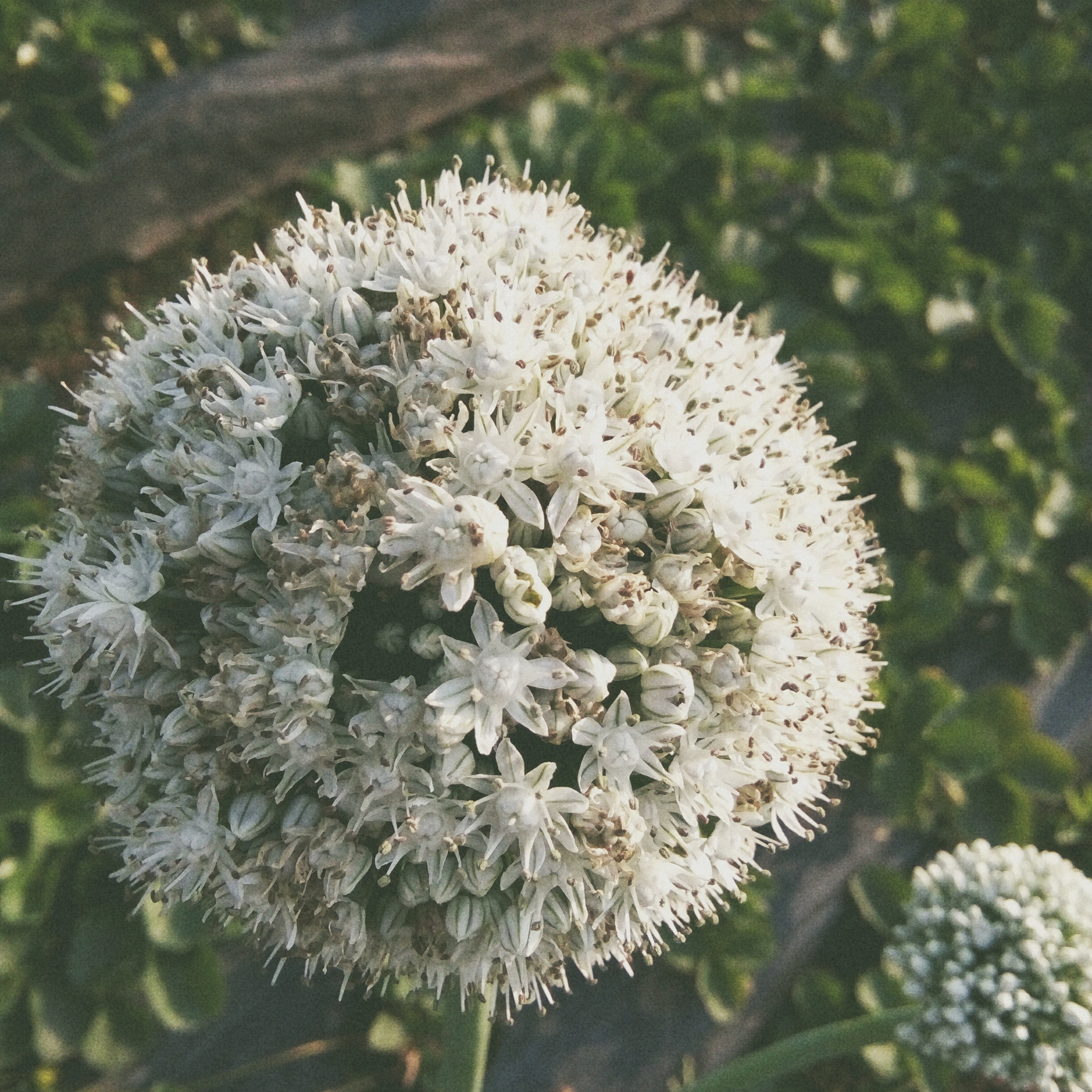 OPPO A33w sample photo. Flower photography