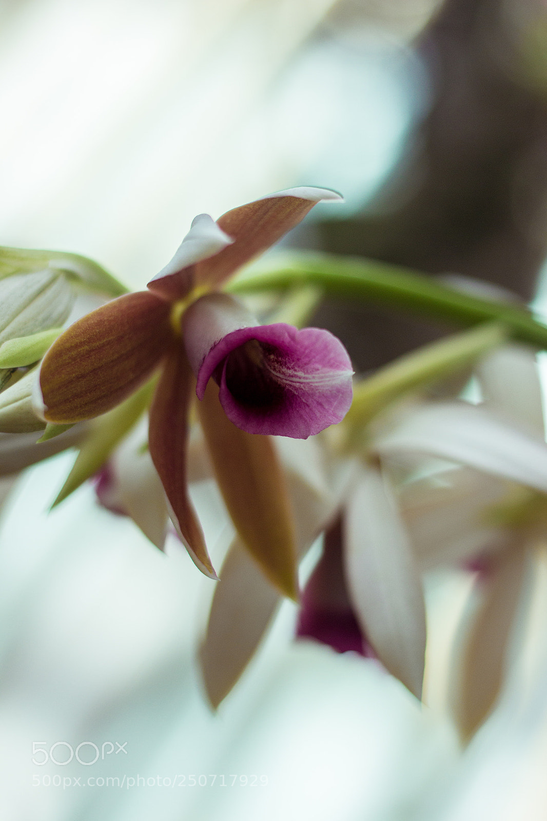 Canon EOS 600D (Rebel EOS T3i / EOS Kiss X5) sample photo. Orchid photography