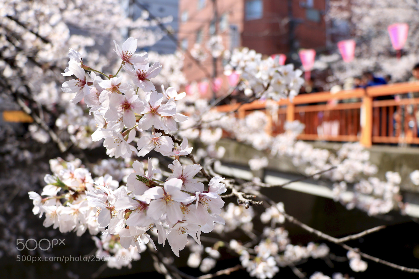 Canon EOS 80D sample photo. Sakura megurokawa photography