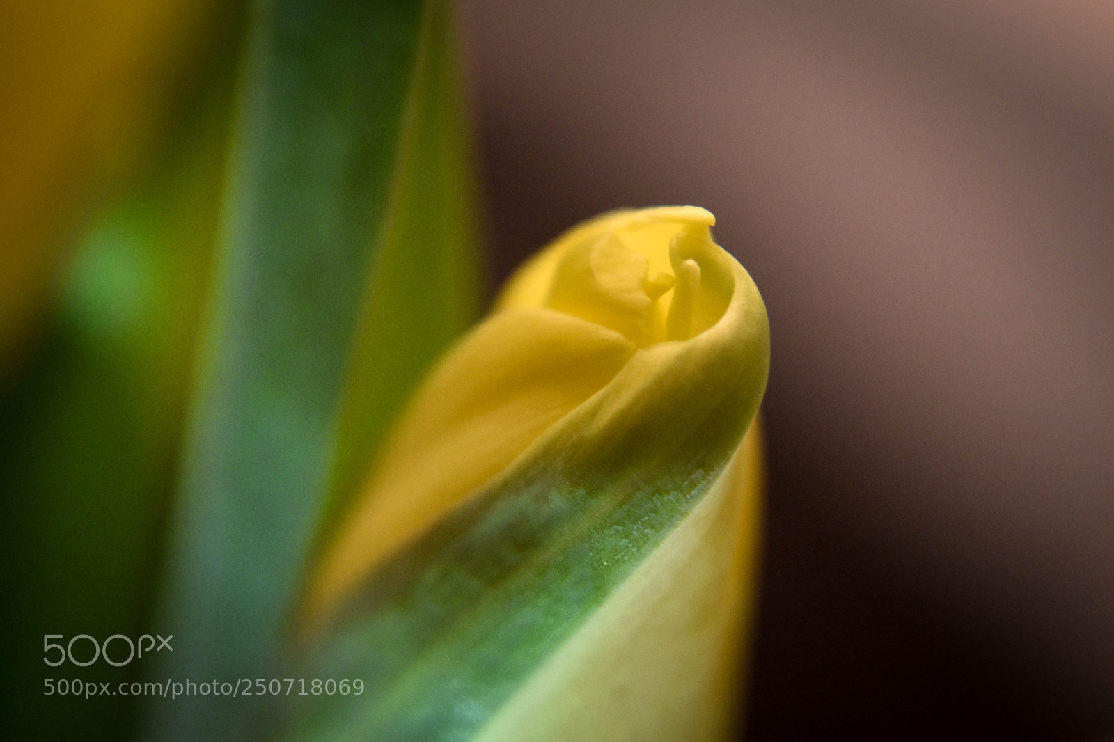 Nikon D5500 sample photo. Before blooming photography