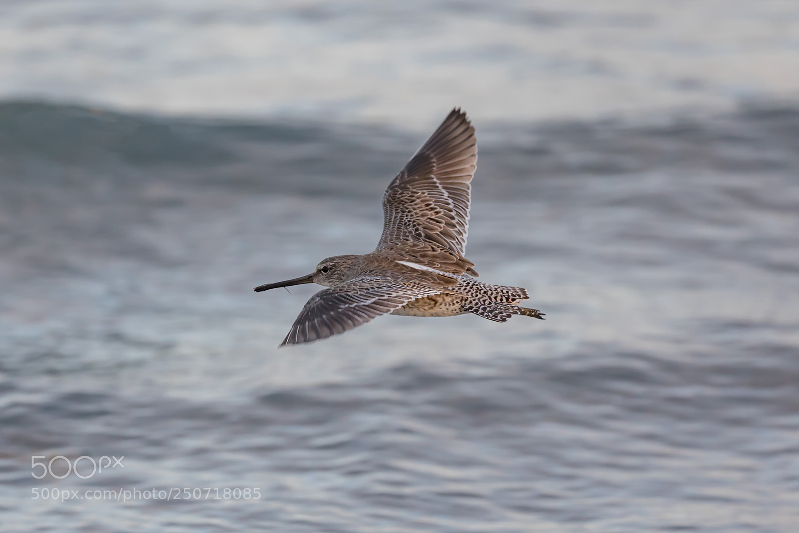 Canon EOS 5D Mark IV sample photo. Sandpiper photography