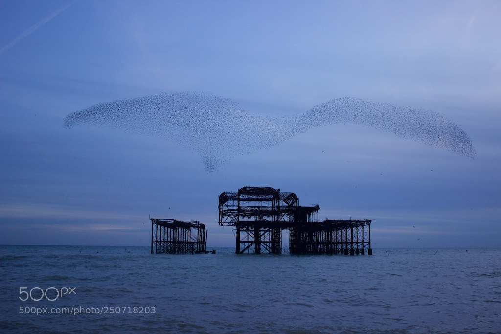 Canon EOS 600D (Rebel EOS T3i / EOS Kiss X5) sample photo. Bird shaped murmuration photography