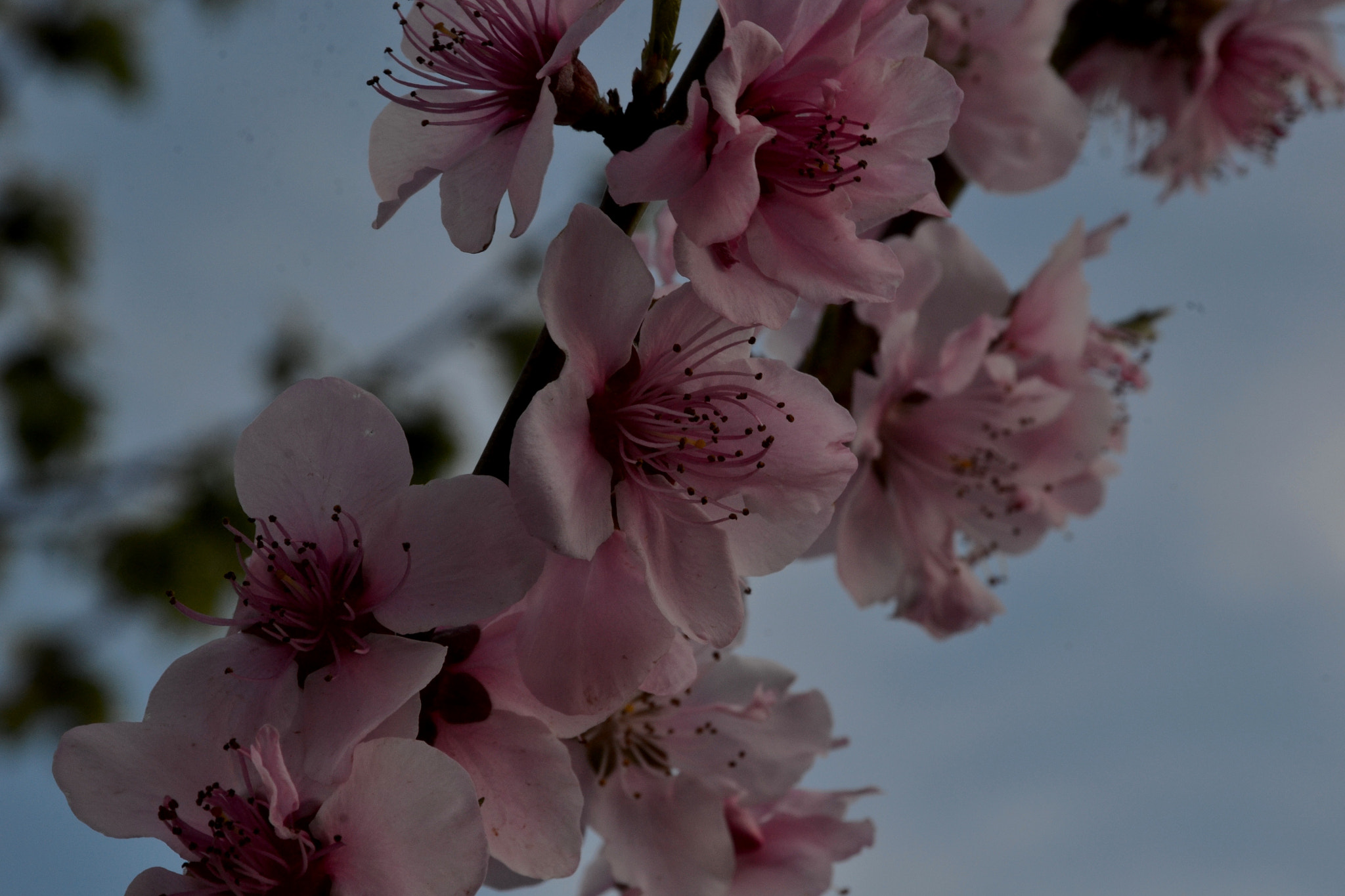 Nikon D3100 sample photo. Spring branch photography