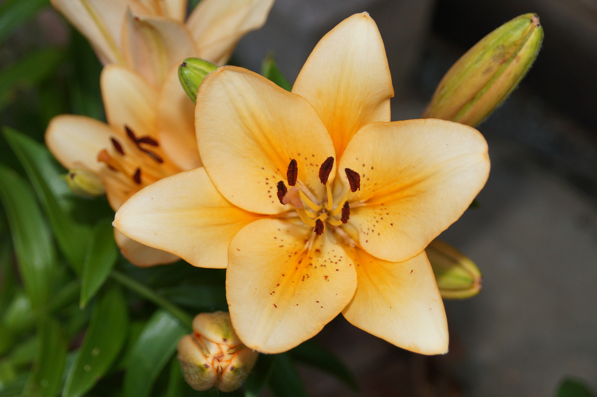 Sony DT 18-250mm F3.5-6.3 sample photo