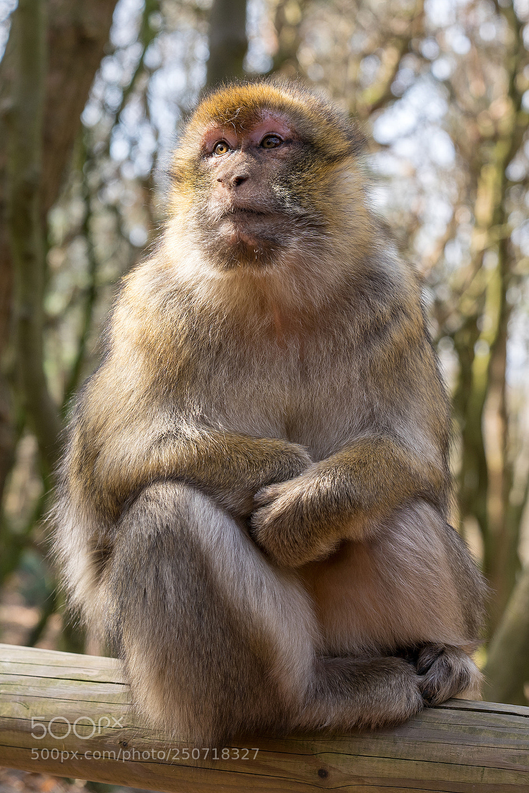 Sony a7 III sample photo. Barbary macaque photography